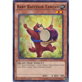 Baby Raccoon Tantan