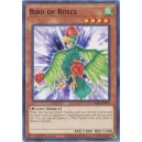 Bird of Roses