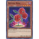 Revival Rose