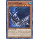 Lantern Shark