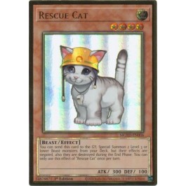 Rescue Cat