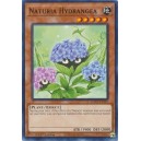 Naturia Hydrangea