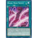 Basal Rose Shoot