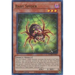 Baby Spider