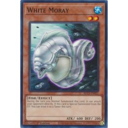 White Moray